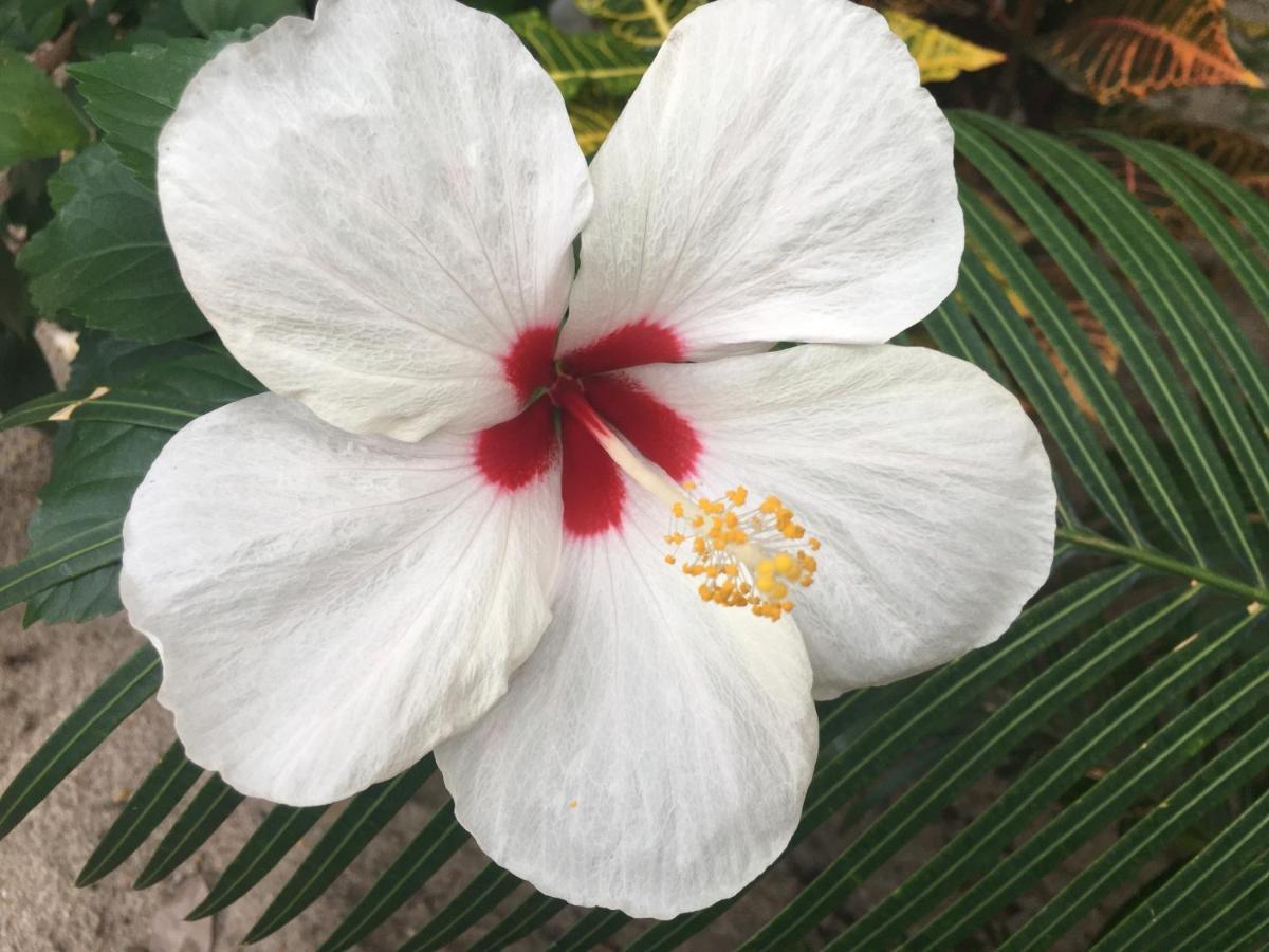 Driftwood Gardens Guesthouse Placencia Bagian luar foto